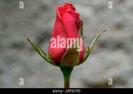 One red tulip on grey concrete background. Stock Photo