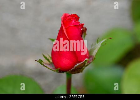 One red tulip on grey concrete background. Stock Photo