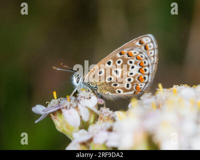 Underwings of a resting UK common blue butterfly, Polyommatus icarus Stock Photo