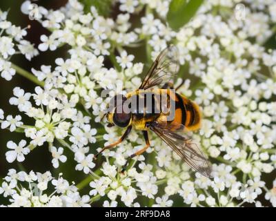 Uk adult male Myathropa florea hoverfly feedding on the flowers of wild carrot, Daucus carota Stock Photo