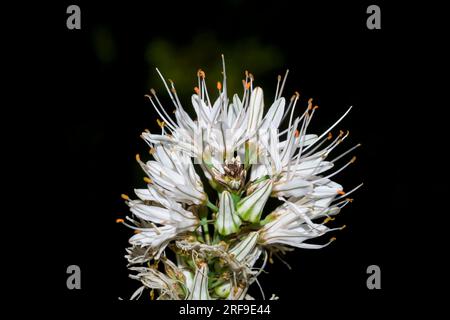 Flower of Asphodelus albus asphodel, rod of San Jose, gamoncillo or white gamón in Valle del Ambroz Stock Photo