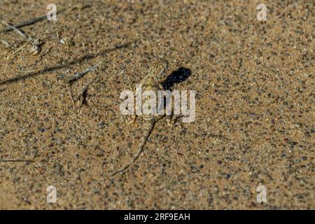 A well camouflaged Tuva toad-head agama (Phrynocephalus versicolor) lizard on the sandy ground near the Hongoryn Els sand dunes in the Gobi Desert in Stock Photo
