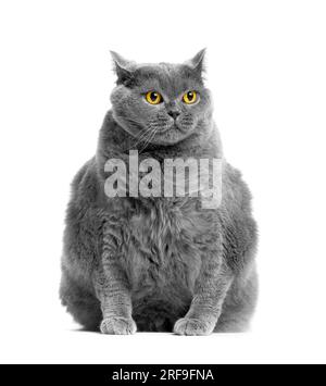 A fat British cat sits on a white background, puts its paw funny and looks ahead with big yellow eyes. Obesity in cats, overweight in animals. Stock Photo