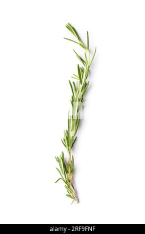 Branch of fresh green rosemary isolated on white background. Fragrant herbs and spices, medicinal herbs. A sprig of rosemary. Stock Photo