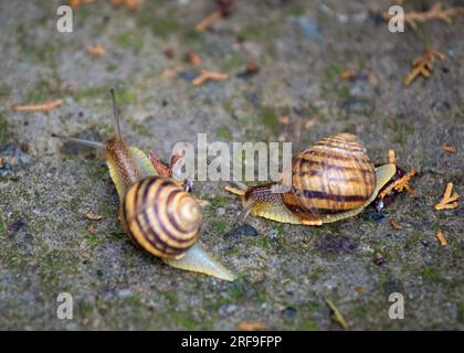 Two large snails crawls on a gray stone, close-up. Stock Photo