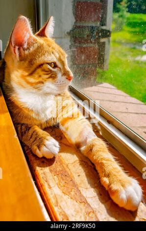 Wolfie, a 12-week-old orange and white kitten, lays in a window, July 2, 2023, in Coden, Alabama. Orange and white kittens, also kn Stock Photo
