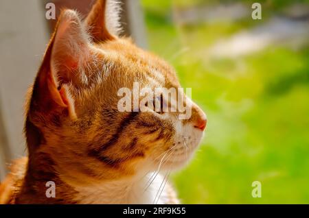 Wolfie, a 12-week-old orange and white kitten, looks out the window, July 2, 2023, in Coden, Alabama. Stock Photo