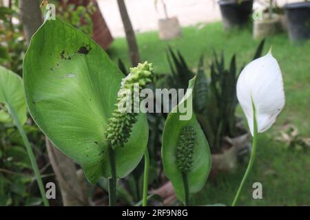 Peace lily spadix flower plant on farm for sell is a cash crops Stock Photo