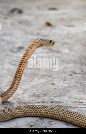 Golden Spitting Cobra, Naja sumatrana is one of the rarely seen ...