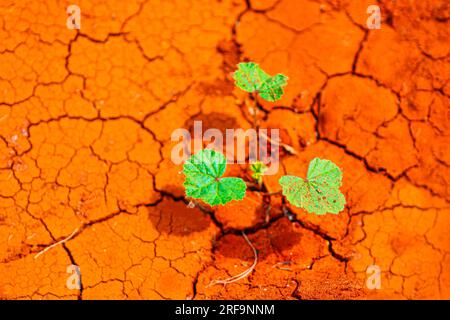 Plant growing on cracked ground . Concept of drought and climate change Stock Photo