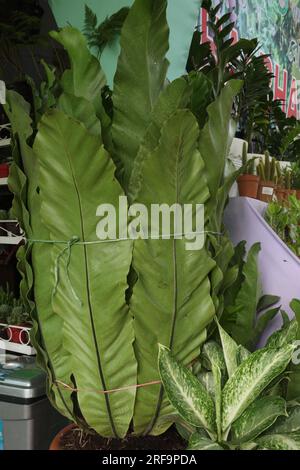 Asplenium nidus leaf plant also called Bird's-nest fern on pot in farm for  harvest are cash crops Stock Photo - Alamy