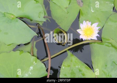 Lily Flowers plant on pot in farm for harvest Stock Photo