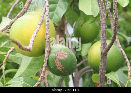 tasty and healthy Pouteria caimito fruit on tree in farm for harvest are cash crops Stock Photo