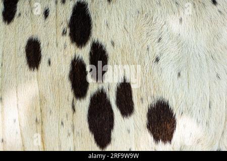Cowhide pattern background Stock Photo