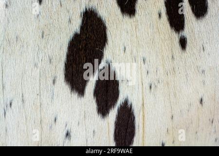 Real spotted pattern of cowhide Stock Photo