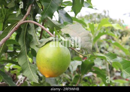 tasty and healthy Pouteria caimito fruit on tree in farm for harvest are cash crops Stock Photo