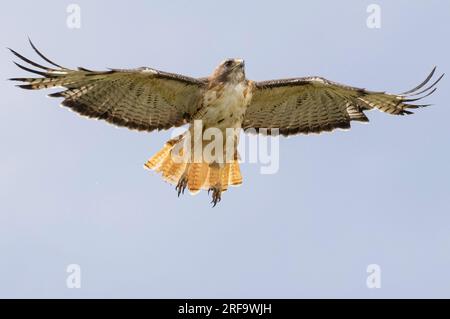 Red-tailed hawk in Park County Colorado Stock Photo