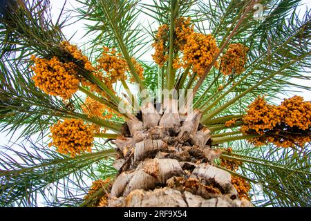 Date fruit bunches hanging on a tree in the Dubai Stock Photo