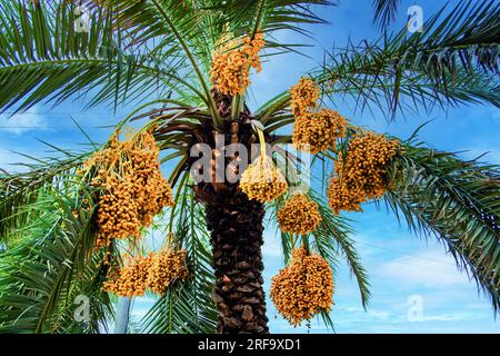 Date fruit bunches hanging on a tree in the UAE Stock Photo