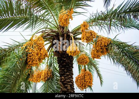 Yellow date fruit bunches on a tree in the UAE Stock Photo