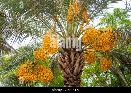 Date fruits bunches on a tree in the Dubai Stock Photo