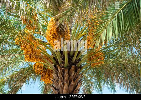 Bunches of date fruits hanging on a date palm tree in the Dubai Stock Photo