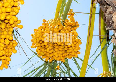 Yellow date fruit bunches hanging on a tree Stock Photo