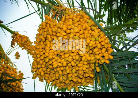 Date fruits bunches on a tree in the desert Stock Photo
