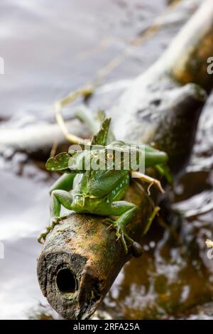 plumed basilisk Tortuguero Costa Rica Stock Photo