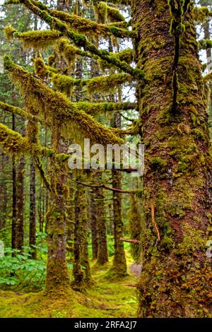 Moss-covered spruce forest at Mendenhall Glacier Stock Photo