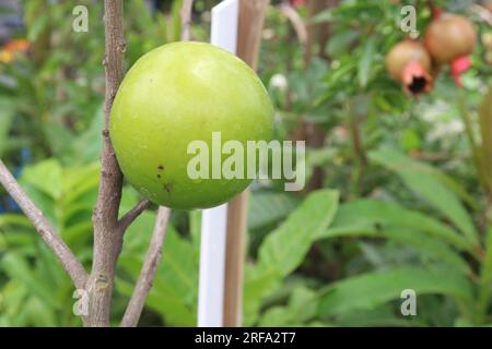 tasty and healthy Pouteria caimito fruit on tree in farm for harvest are cash crops Stock Photo