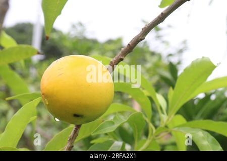 tasty and healthy Pouteria caimito fruit on tree in farm for harvest are cash crops Stock Photo