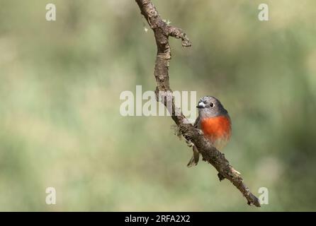 Flame Robin ( Petroica phoenicea ) feed on insects, spiders and other small arthropods. Birds take prey from the ground, Stock Photo