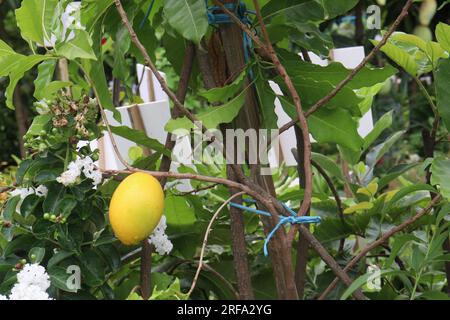 tasty and healthy Pouteria caimito fruit on tree in farm for harvest are cash crops Stock Photo