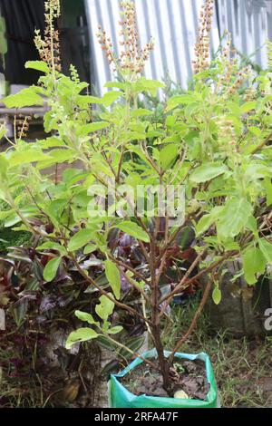 Ocimum tenuiflorum tree plant also called tulsi on farm for harvest are cash crops Stock Photo