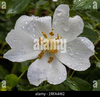 Close-up with white rose hip flower ( rosa rubiginosa  ) with drops of water, after rain. Stock Photo