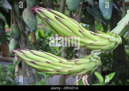 dragon fruit flower on tree in farm for harvest are cash crops Stock Photo