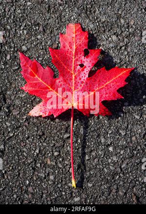 Red maple leaf on dark asphalt surface. Foliage in autumn. Stock Photo
