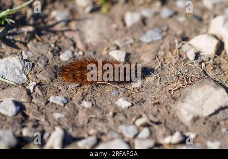 Ruby tiger caterpillar. Insect close-up in natural environment. Phragmatobia fuliginosa. Stock Photo