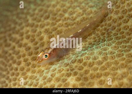 Common Ghostgoby, Pleurosicya mossambica, on Hard Coral, Scleractinia  Order, calyces, Makawide Wall dive site, Lembeh Straits, Sulawesi, Indonesia Stock Photo