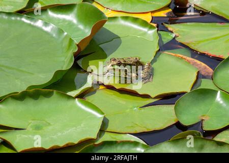 Frog resting on a lotus leaf. Green frog on water lilly. Stock Photo