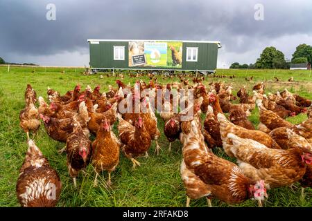 Chickens in a meadow, mobile housing, free-range chickens, free-range eggs, north of Warstein-Allagen, NRW, Germany, Stock Photo