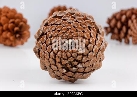 biological example of fibonacci spirals seen at a pine cone isolated on white background. Stock Photo