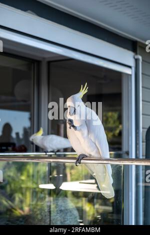 Sulphur Crested Cockatoo on balcony at Hamilton Island Stock Photo