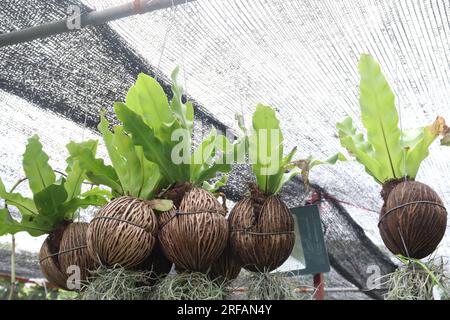 Asplenium nidus leaf plant also called Bird's-nest fern on pot in farm for harvest are cash crops Stock Photo