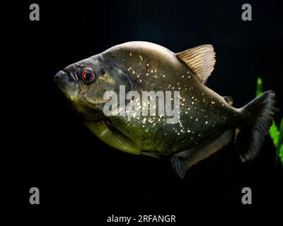 piranha fish with silver skin and red eyes underwater in aquarium on black background Stock Photo