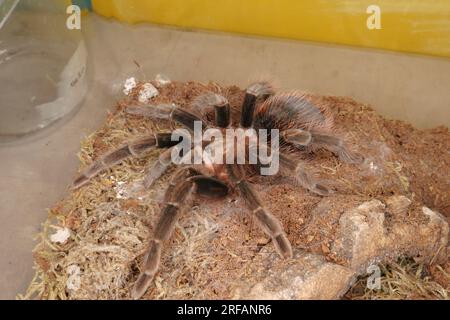 Derby Quad Insects Spiders Creepy Crawlies -  Goliath birdeater (Theraphosa blondi) which belongs to the tarantula family. Stock Photo