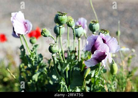 Wild poppies gently moving in the sea breeze near a beach on the east coast of Scotland Stock Photo