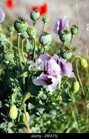 Wild poppies gently moving in the sea breeze near a beach on the east coast of Scotland Stock Photo