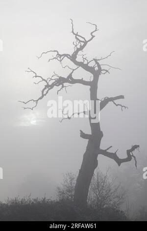 An ancient tree stands in the winter fog in England Stock Photo